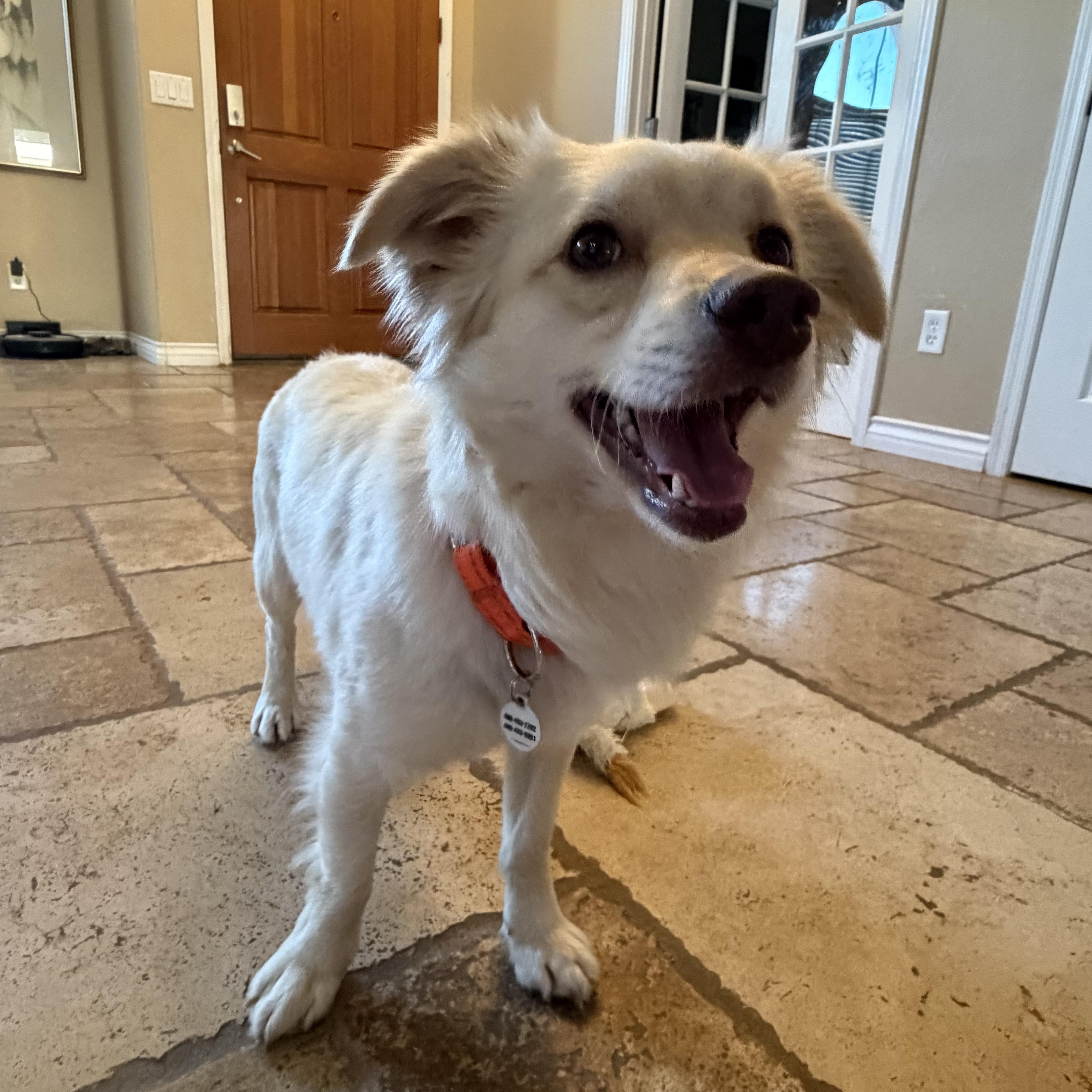 Enlarge Coco, a Adoptable mixed breed in Phoenix, AZ image 3/6