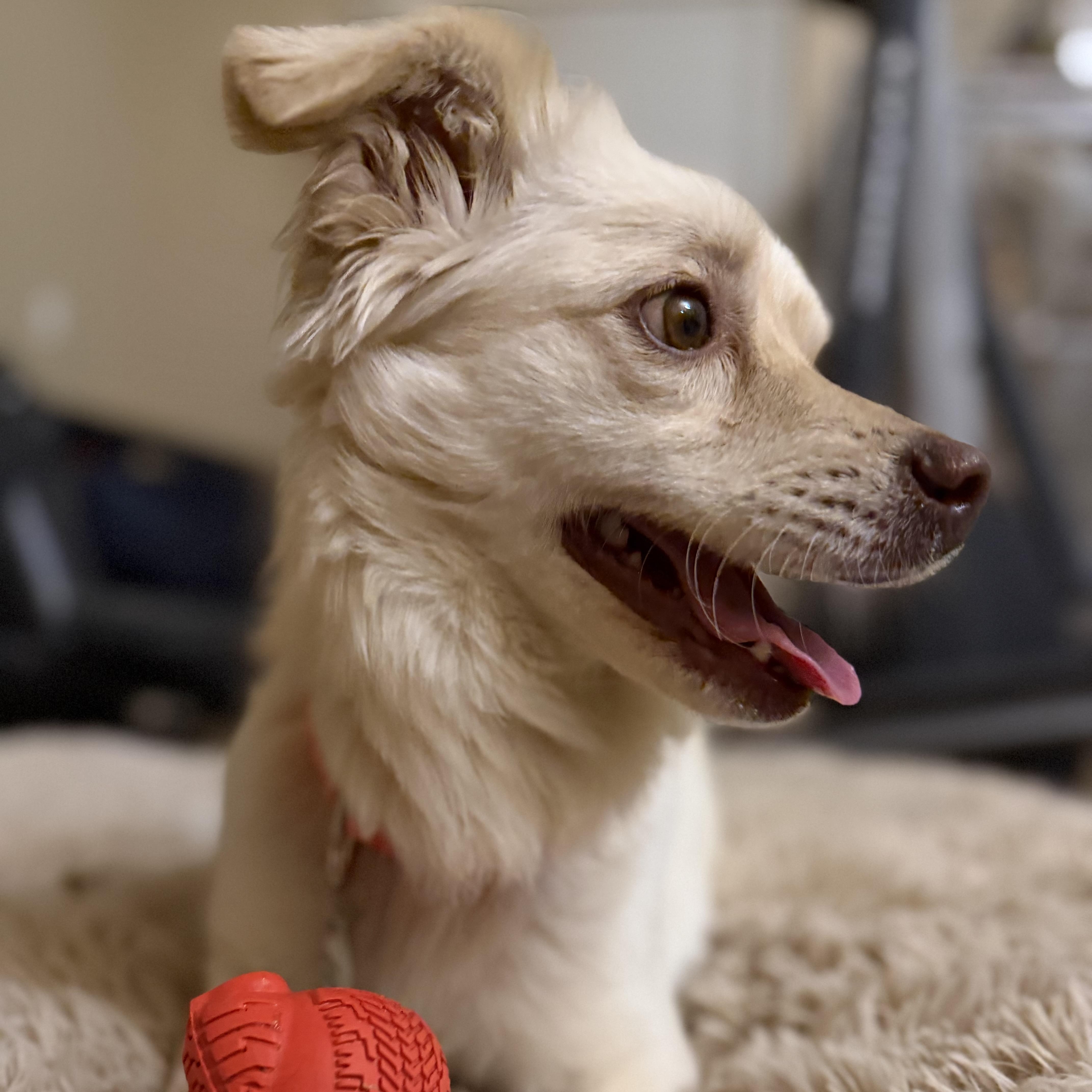 Enlarge Coco, a Adoptable mixed breed in Phoenix, AZ image 2/6