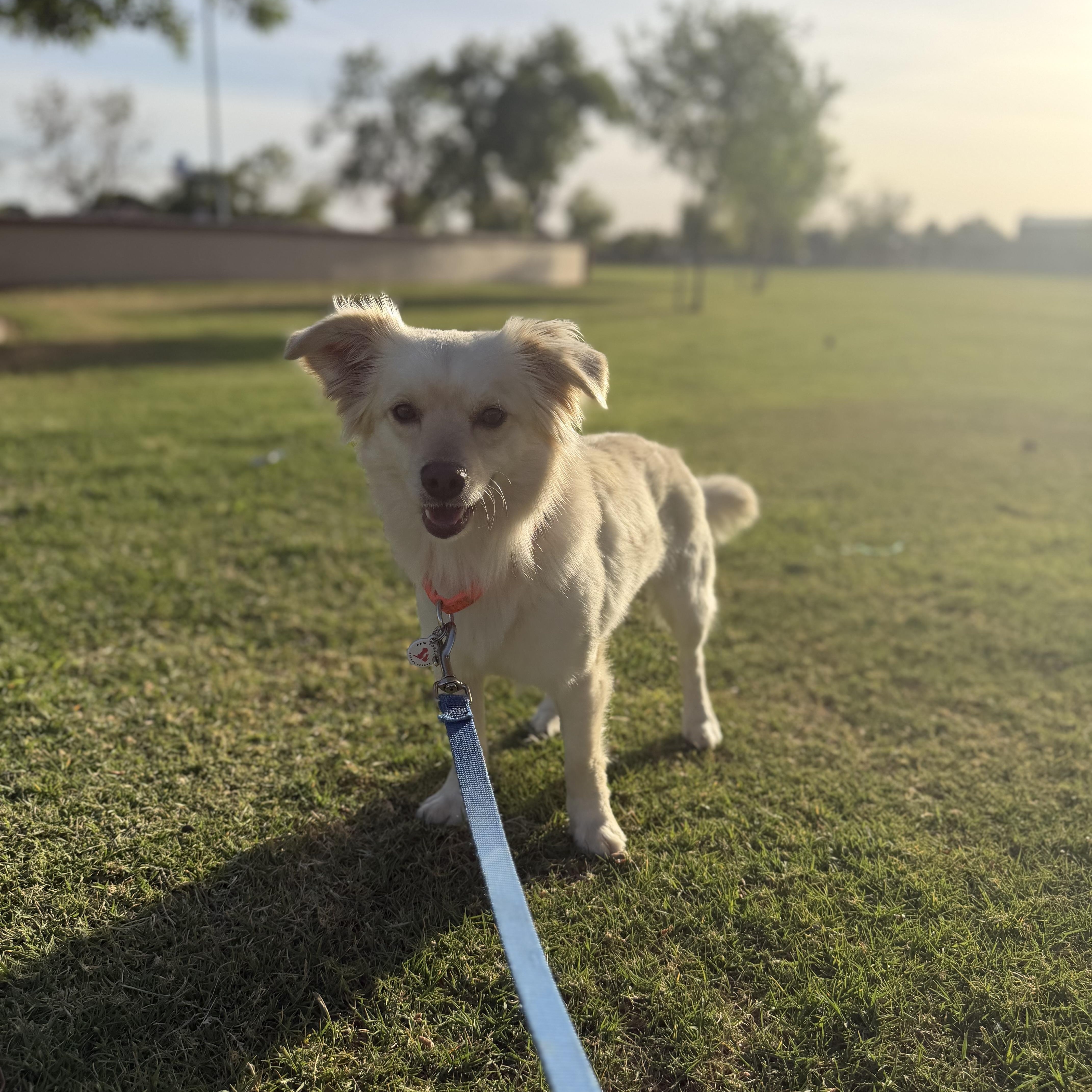 Enlarge Coco, a Adoptable mixed breed in Phoenix, AZ image 4/6
