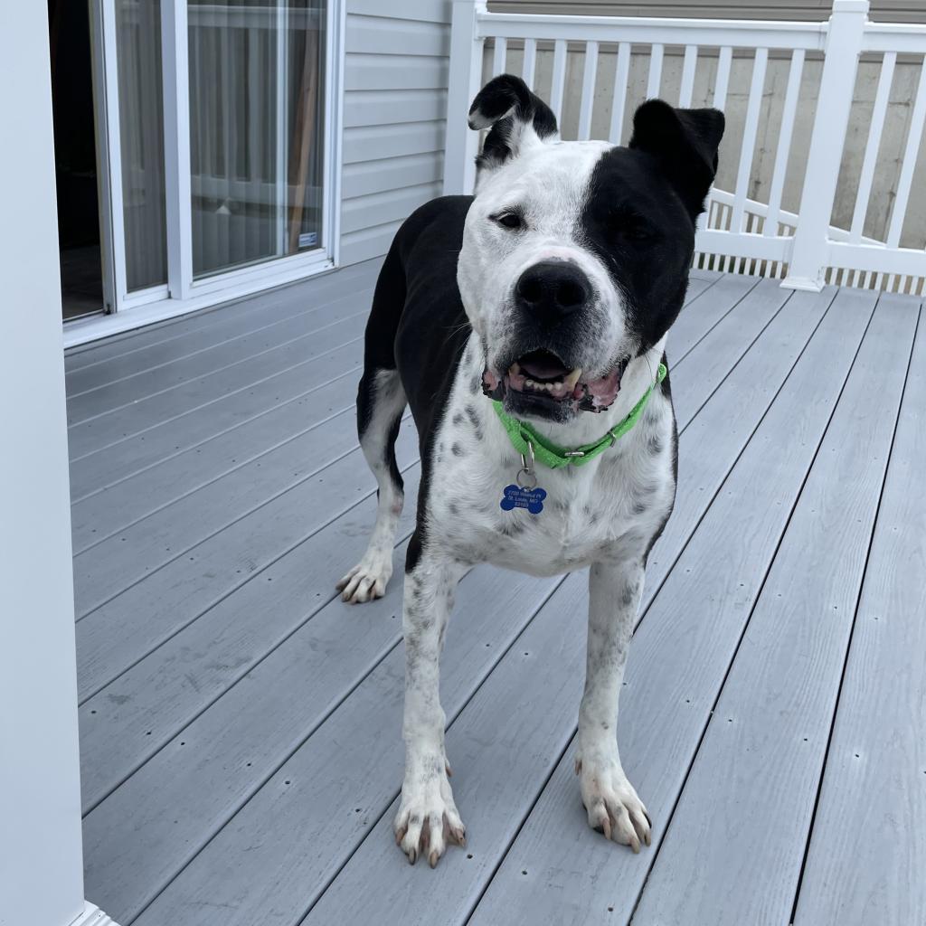 Enlarge Cody, a Adoptable mixed breed in St. Louis, MO image 1/6