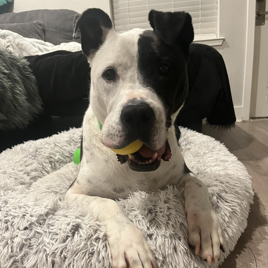 Enlarge Cody, a Adoptable mixed breed in St. Louis, MO image 2/6