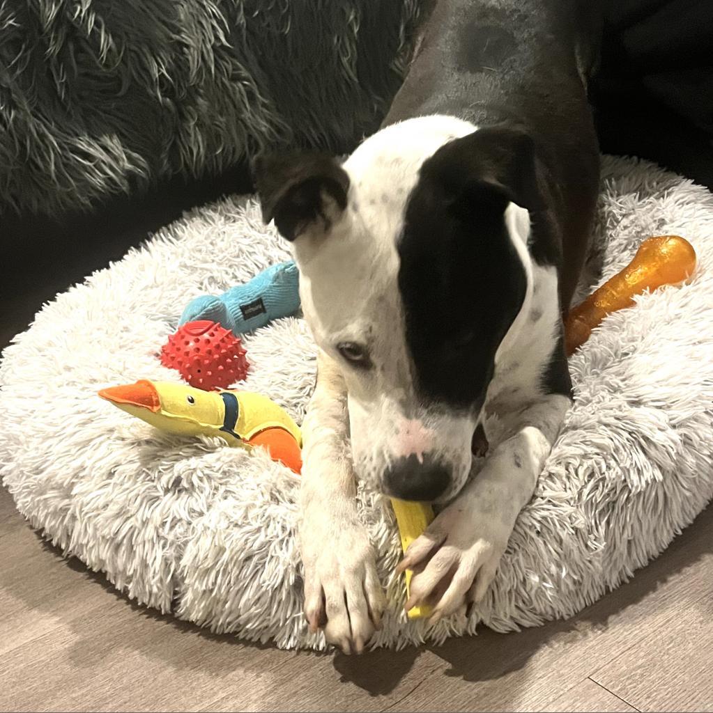 Enlarge Cody, a Adoptable mixed breed in St. Louis, MO image 3/6