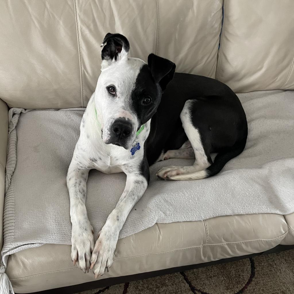 Enlarge Cody, a Adoptable mixed breed in St. Louis, MO image 4/6