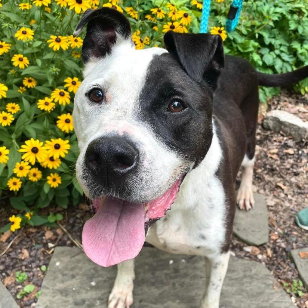 Enlarge Cody, a Adoptable mixed breed in St. Louis, MO image 5/6