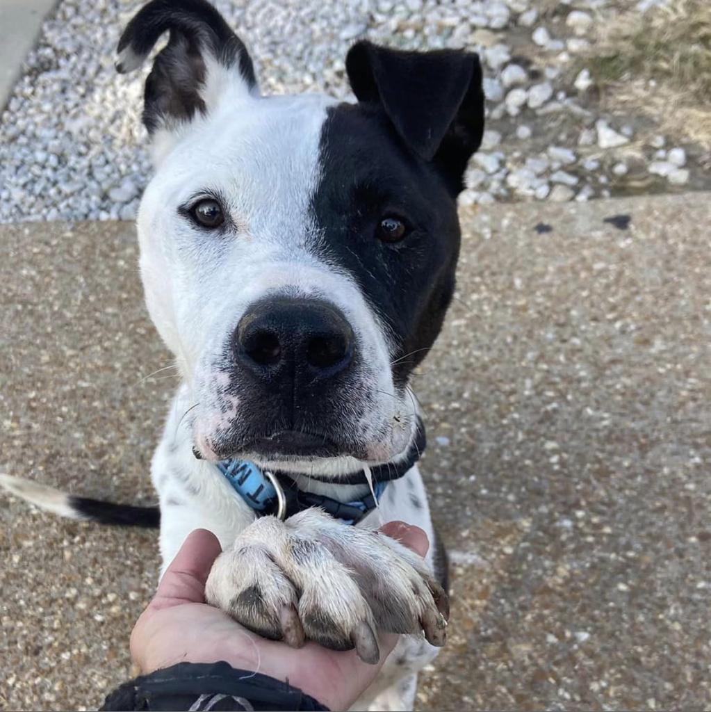 Enlarge Cody, a Adoptable mixed breed in St. Louis, MO image 6/6