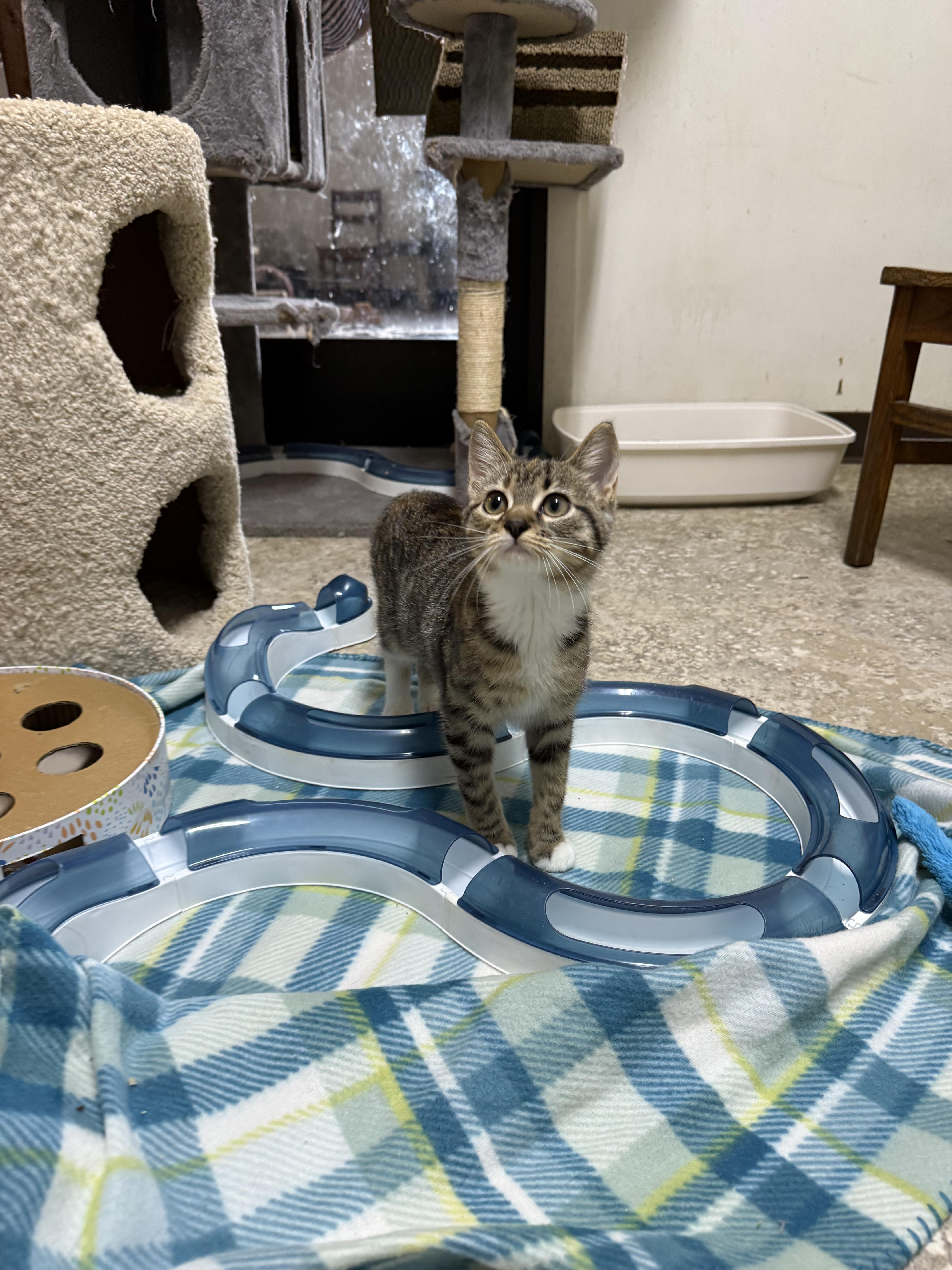 Tilly, ADOPTABLE, Kitten Female Domestic Short Hair.