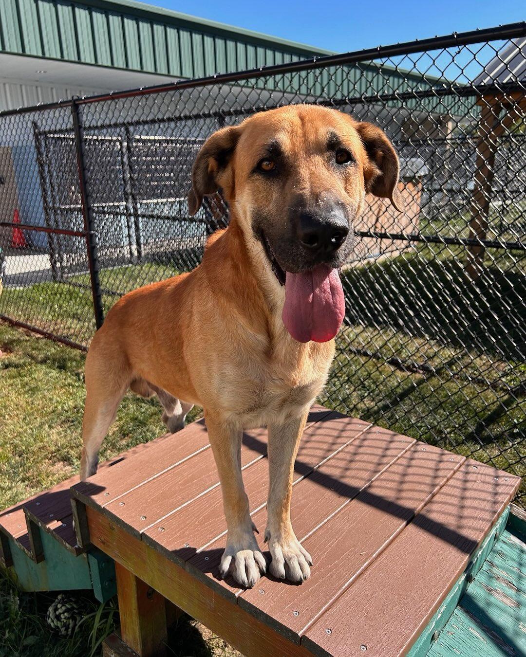 Marmaduke Tag #1481, a Adoptable mixed breed in Central Islip, NY image 1/3