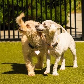 Enlarge Cooper, a ADOPTABLE Miniature Poodle in Santa Cruz, CA image 5/5
