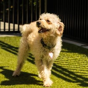 Enlarge Cooper, a ADOPTABLE Miniature Poodle in Santa Cruz, CA image 2/5