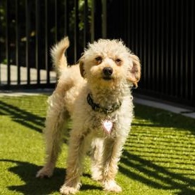 Enlarge Cooper, a ADOPTABLE Miniature Poodle in Santa Cruz, CA image 1/5