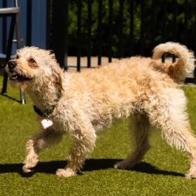 Enlarge Cooper, a ADOPTABLE Miniature Poodle in Santa Cruz, CA image 3/5