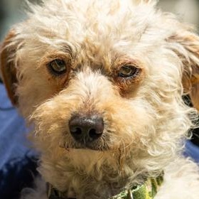 Enlarge Cooper, a ADOPTABLE Miniature Poodle in Santa Cruz, CA image 4/5