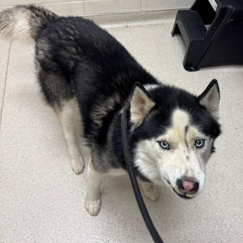 Everest, Adoptable, Adult Male Husky.