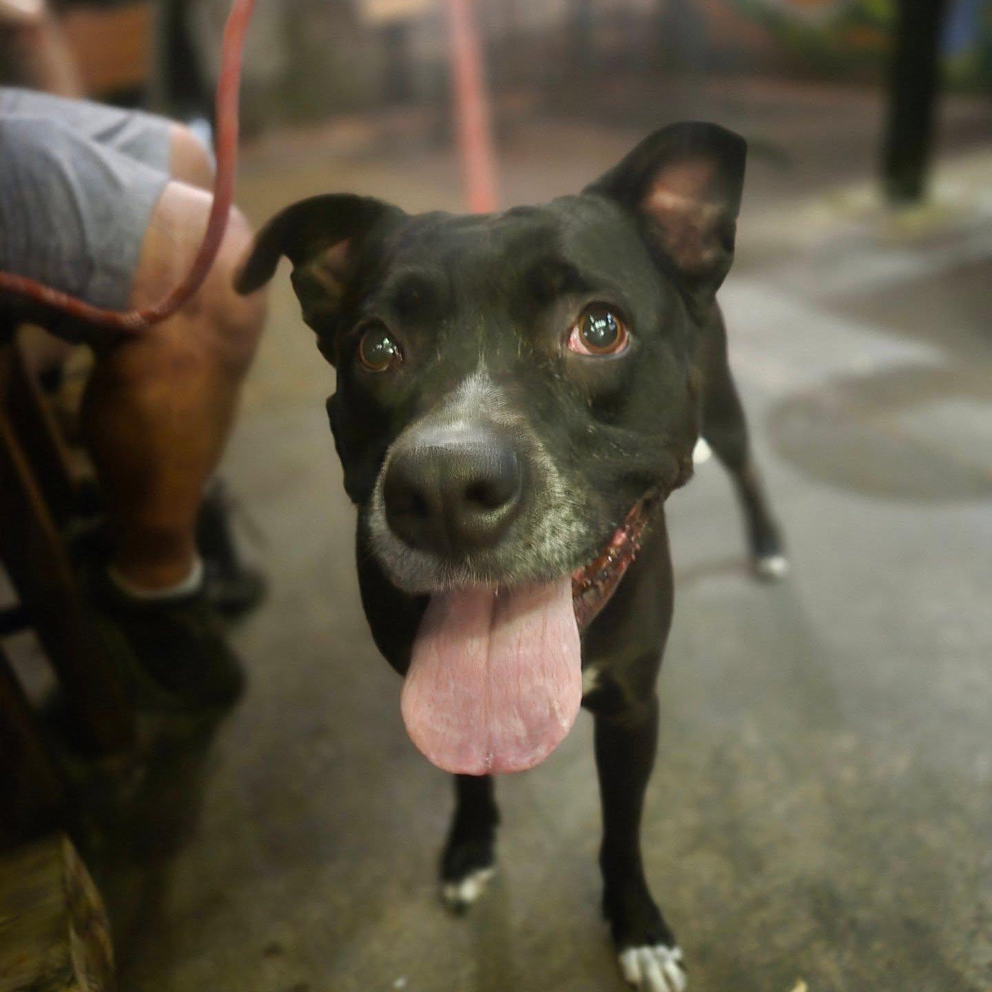 Enlarge Sally, a ADOPTABLE mixed breed in Phoenix, AZ image 4/4