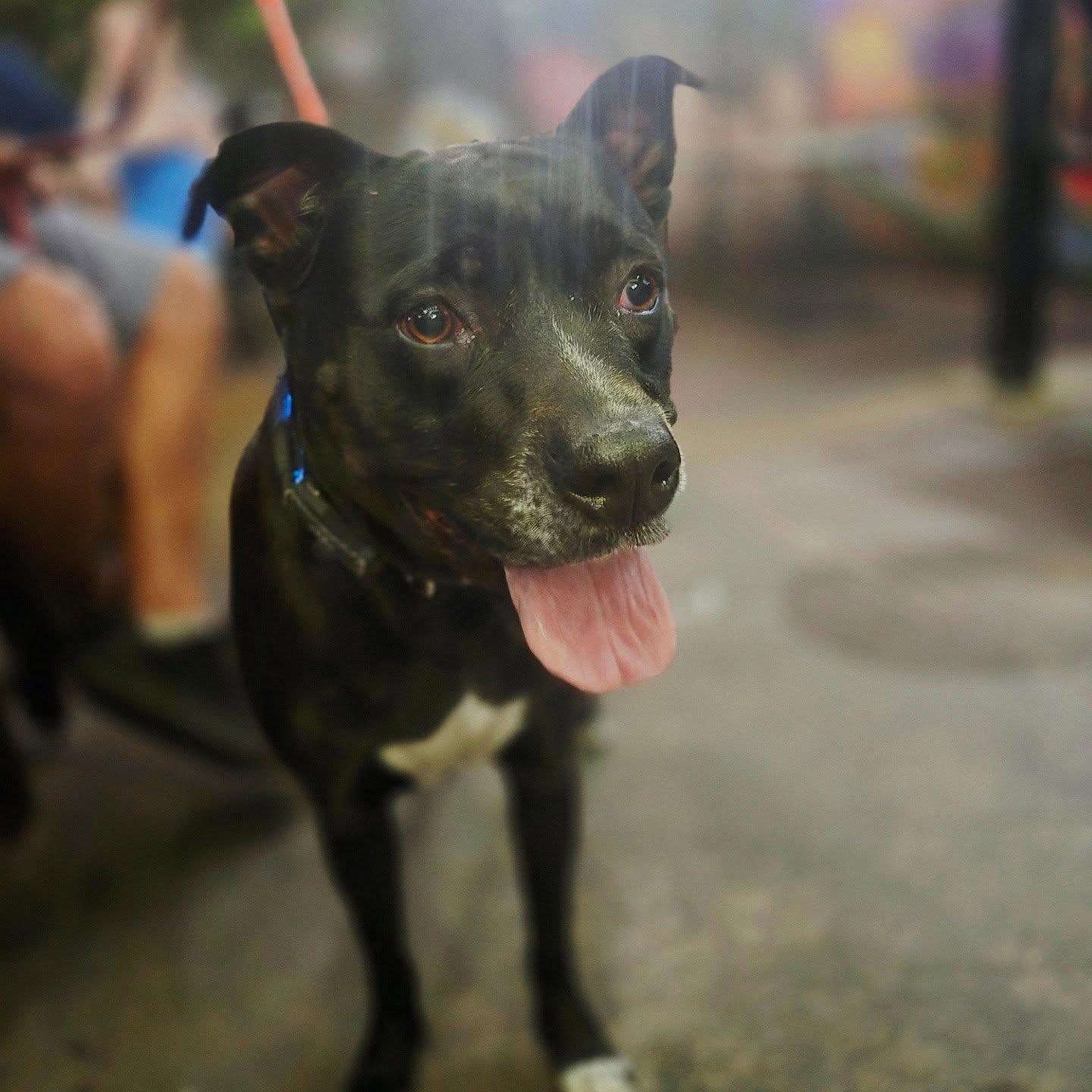 Sally, ADOPTABLE, Adult Female American Bulldog.