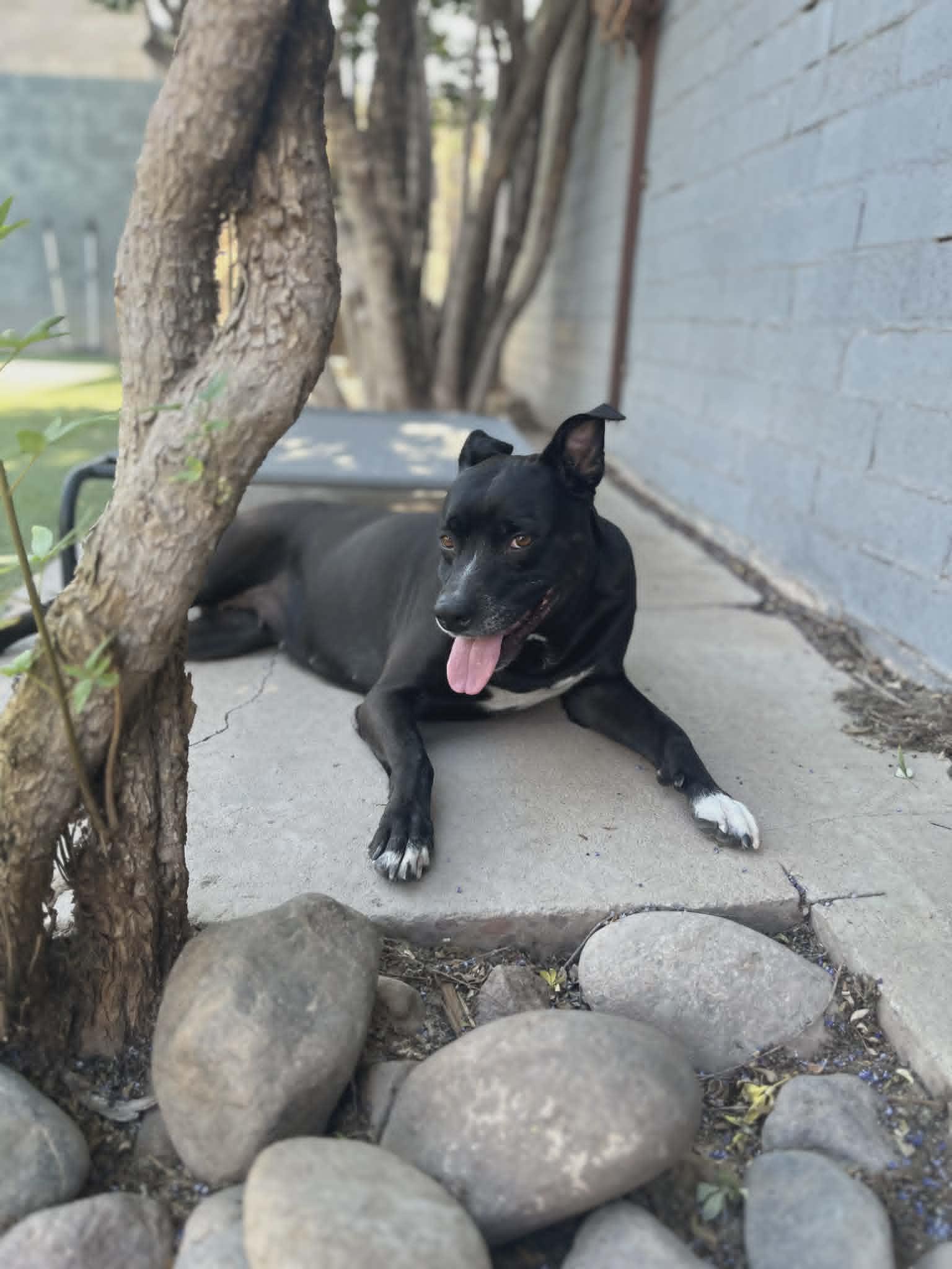 Sally, a ADOPTABLE mixed breed in Phoenix, AZ image 1/5