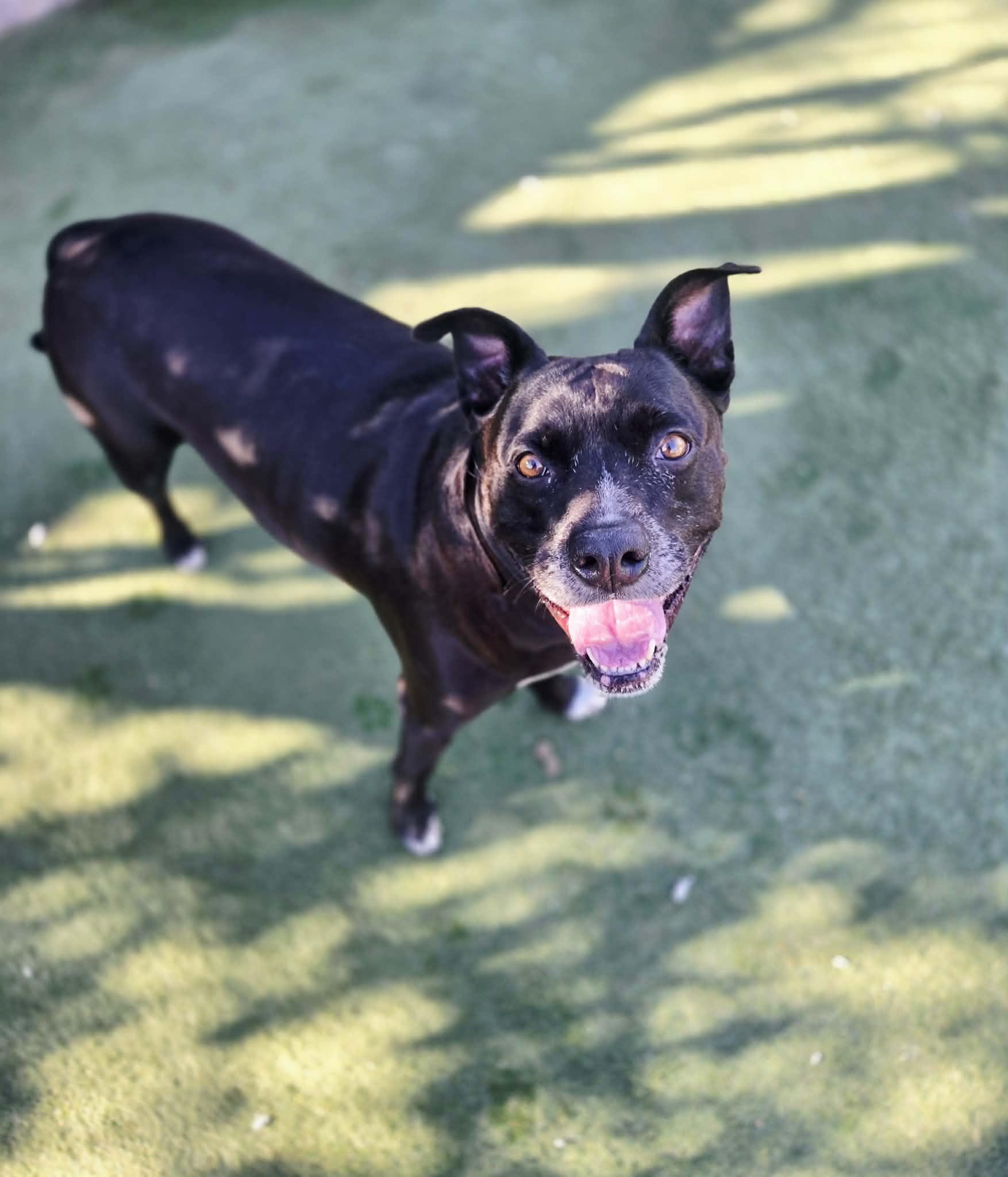 Enlarge Sally, a ADOPTABLE mixed breed in Phoenix, AZ image 1/1