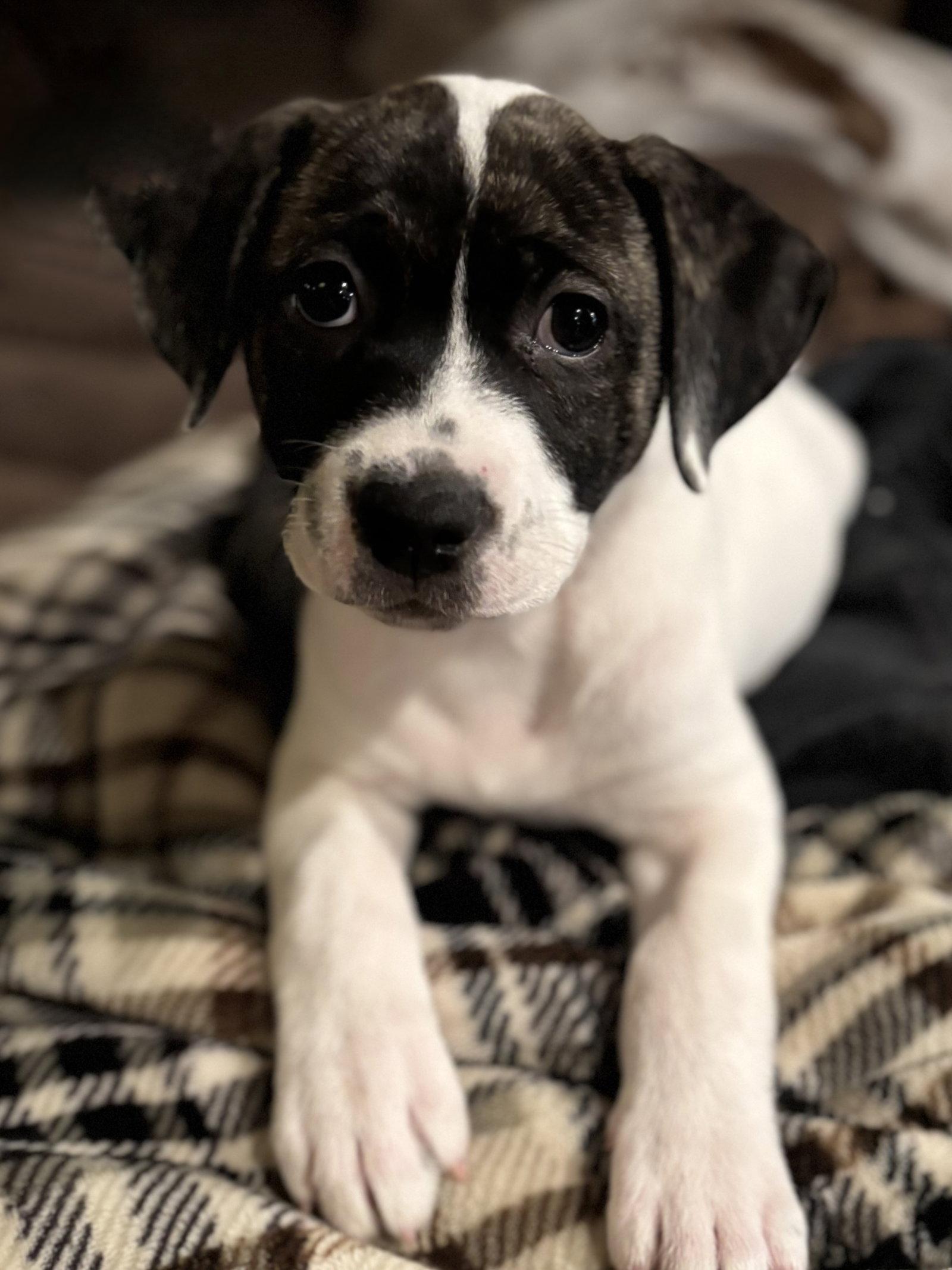 Enlarge Betty, a Adopted mixed breed in Royal Palm Beach, FL image 2/2