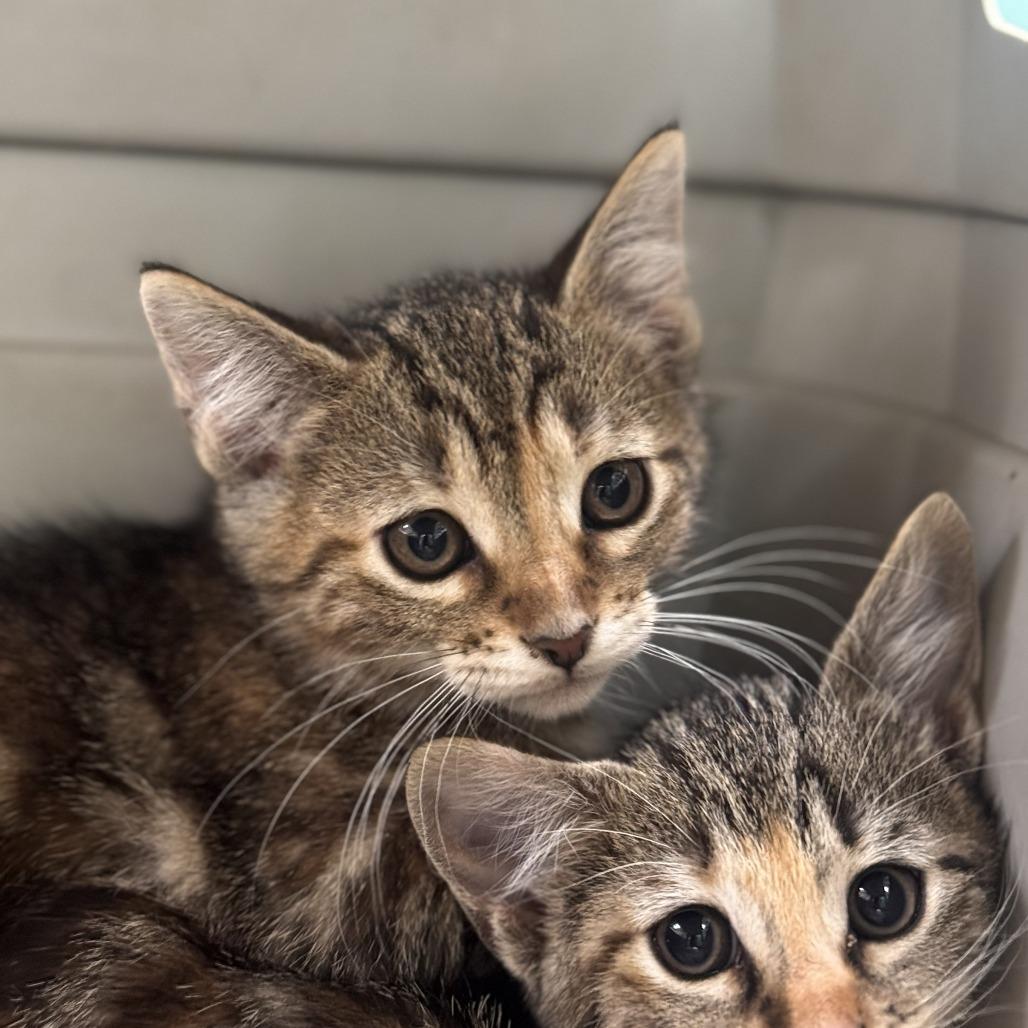 Enlarge Maggie, a Adoptable Domestic Short Hair in Starkville, MS image 1/1
