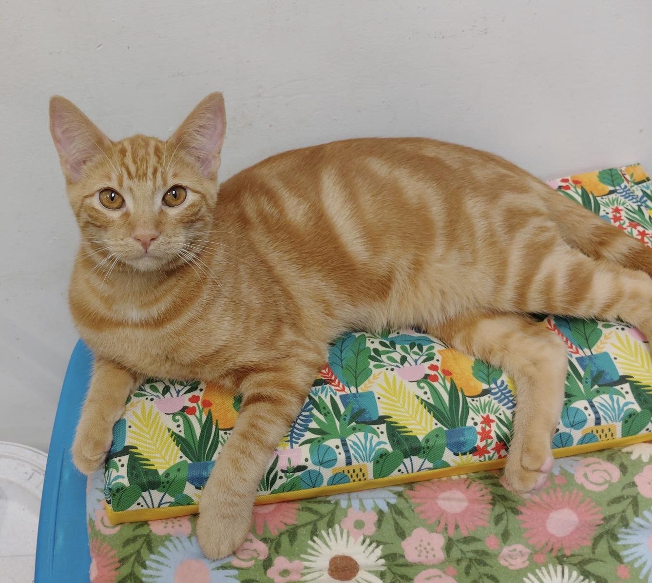 Spike, Adopted, Kitten Male Domestic Short Hair.