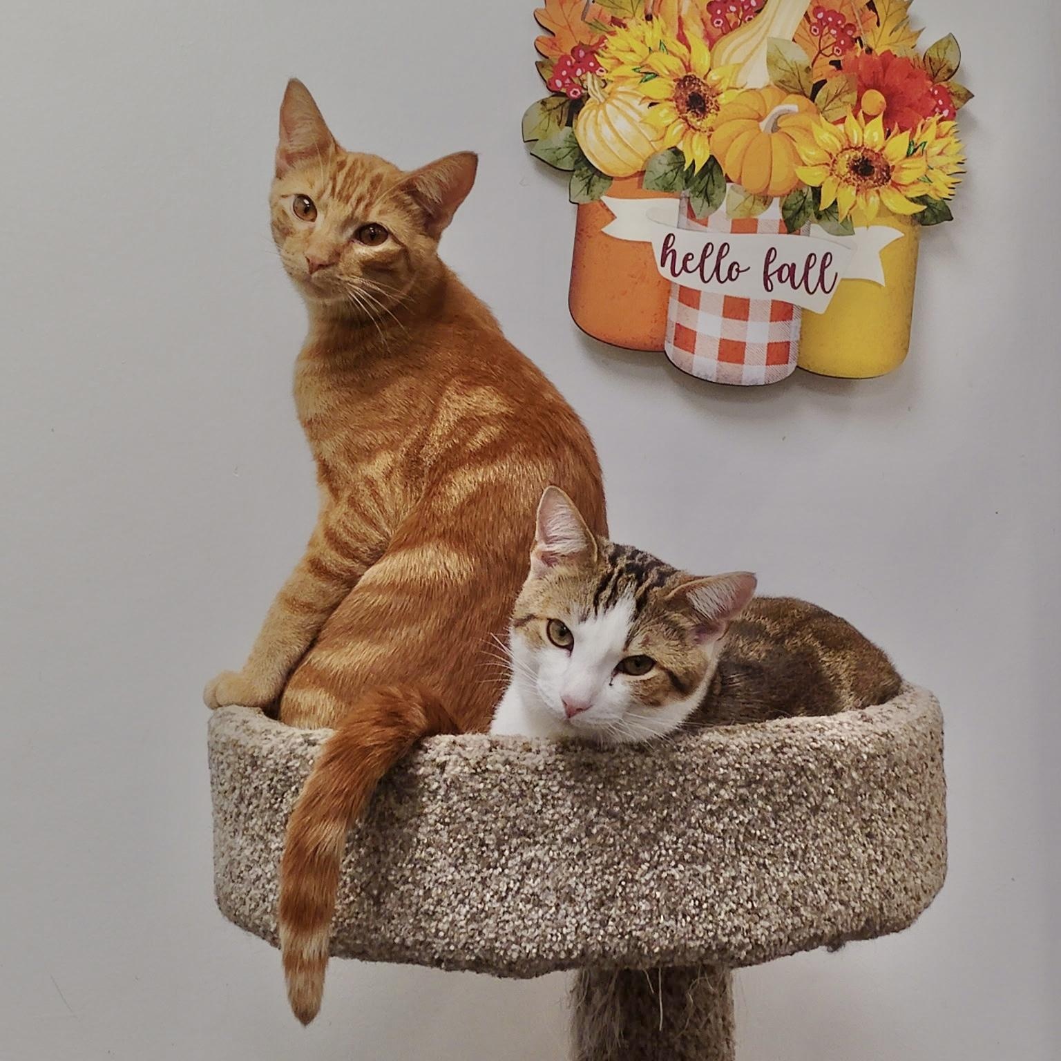 Enlarge Spike, a Adopted Domestic Short Hair in Rock Hill, SC image 2/2