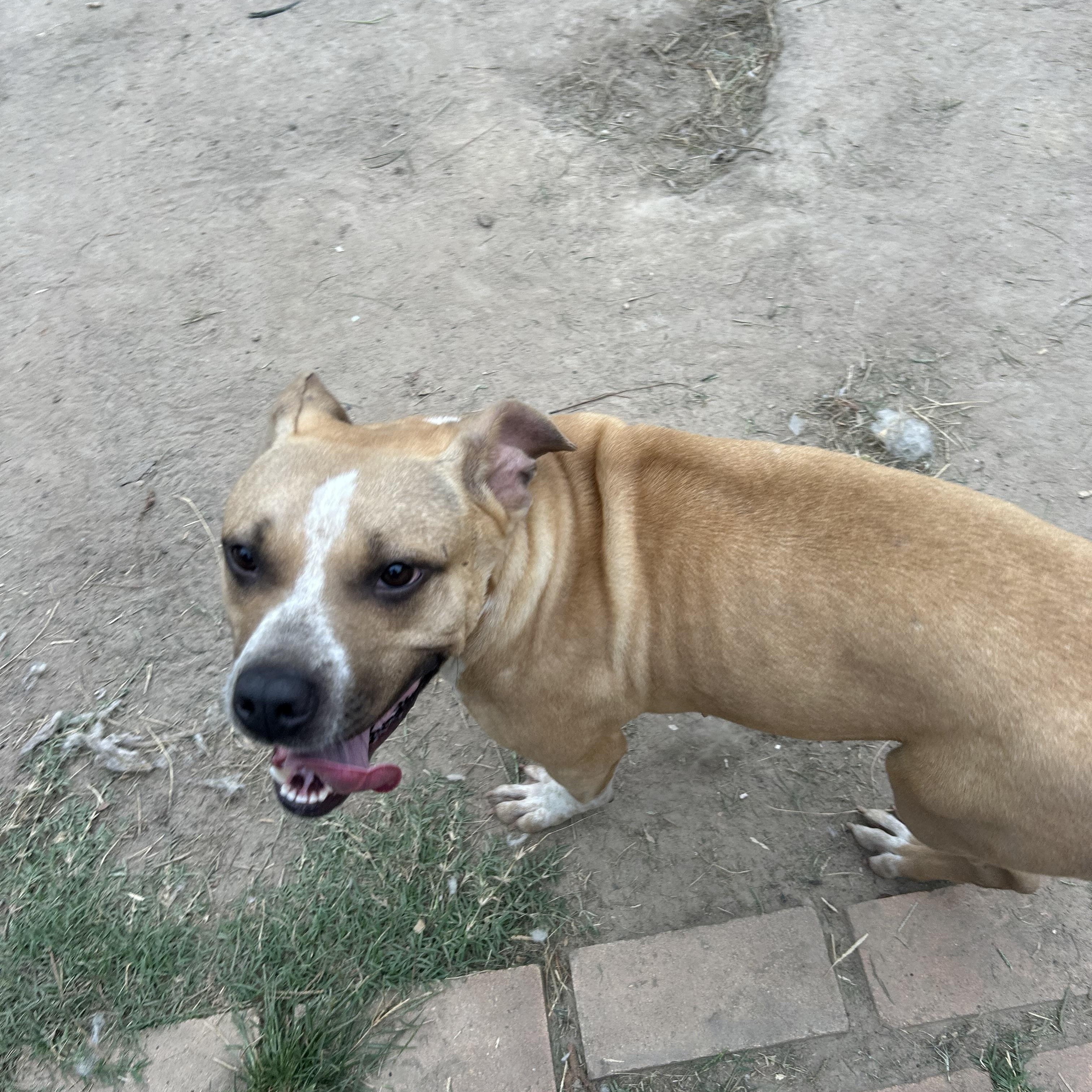 Enlarge Gravy, a Adoptable Staffordshire Bull Terrier in Pine Bluff, AR image 2/3