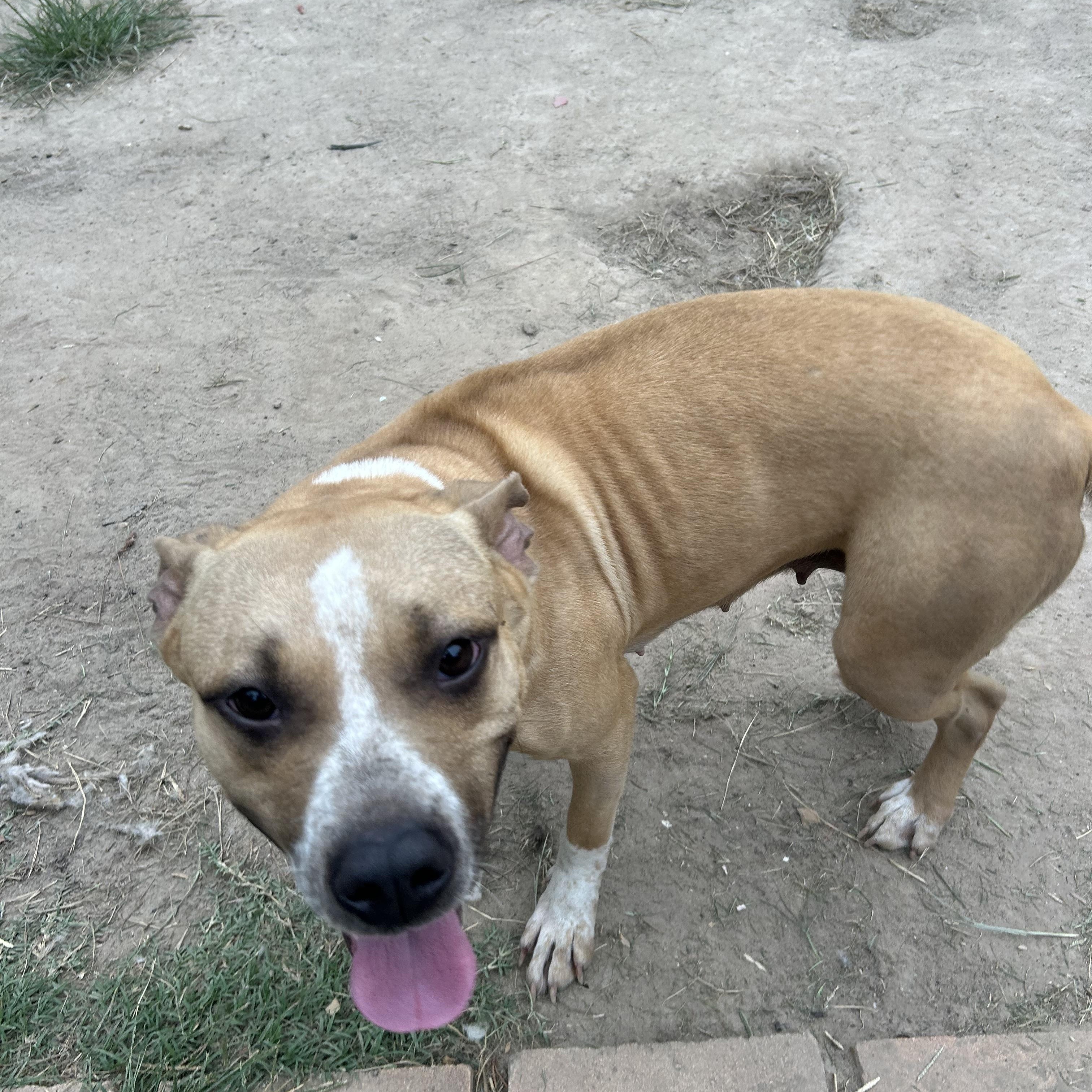 Enlarge Gravy, a Adoptable Staffordshire Bull Terrier in Pine Bluff, AR image 3/3