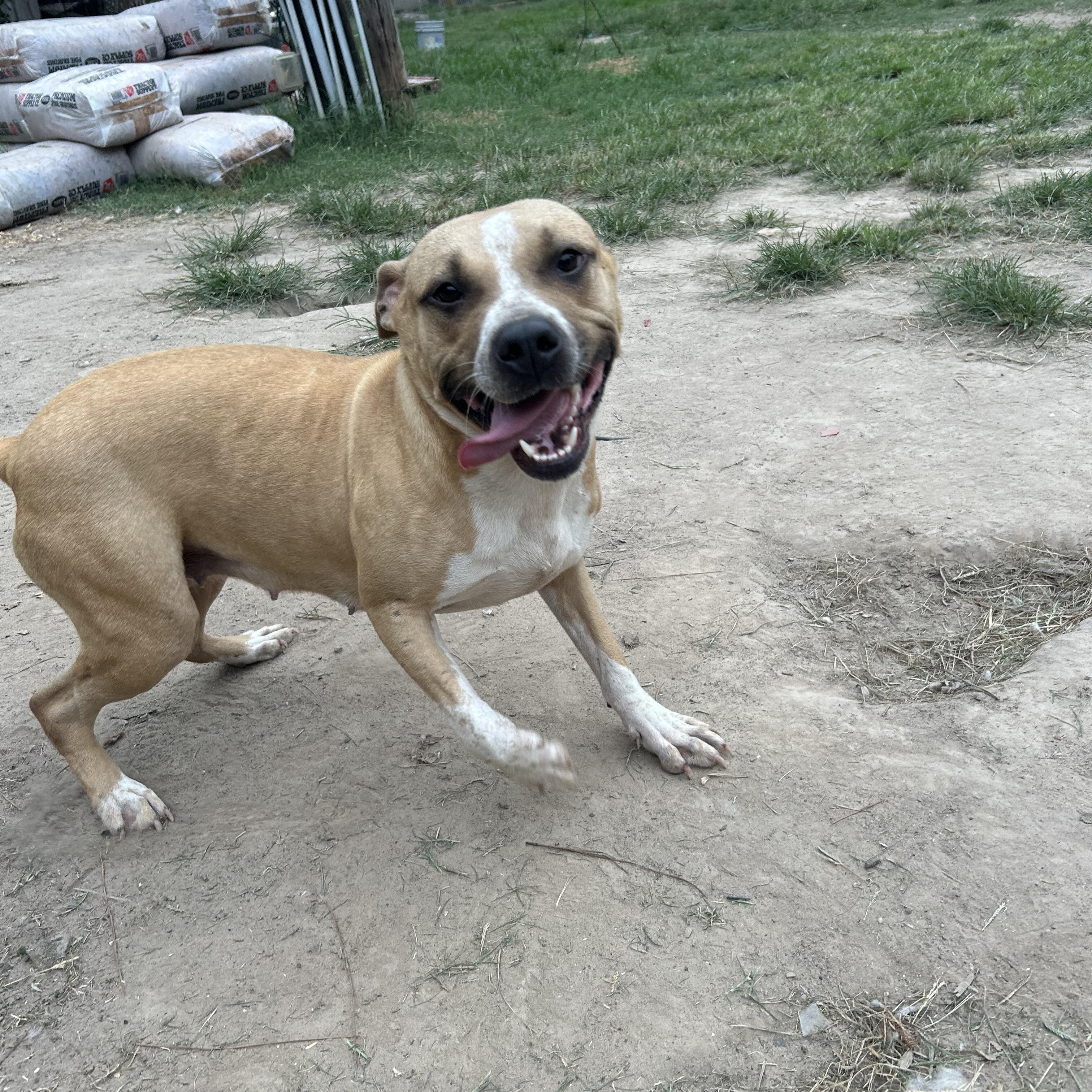 Enlarge Gravy, a Adoptable Staffordshire Bull Terrier in Pine Bluff, AR image 1/3