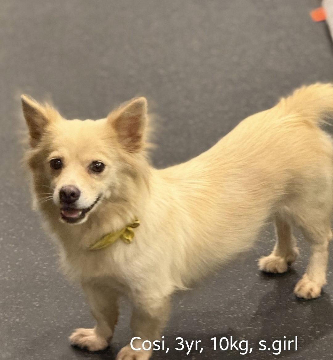 COSI, Adoptable, Young Female Corgi & Spitz.