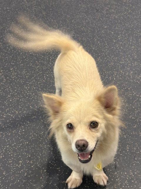Enlarge COSI, a Adoptable mixed breed in Agoura Hills, CA image 2/2