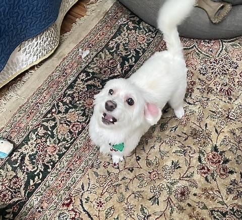 Lily, an adopted Maltese in Gig Harbor, WA image 2/2