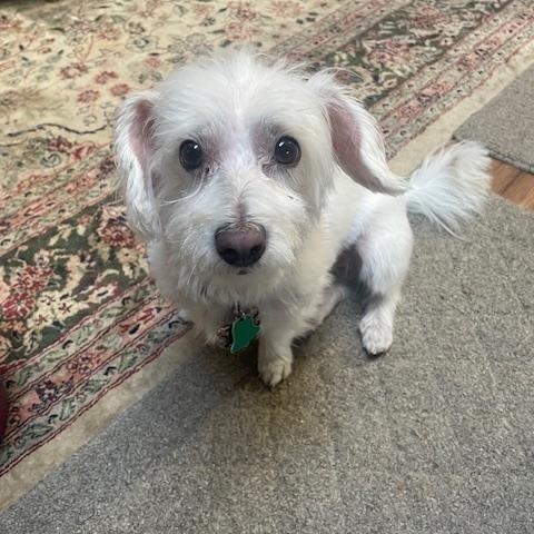 Lily, adopted, Senior Female Maltese.