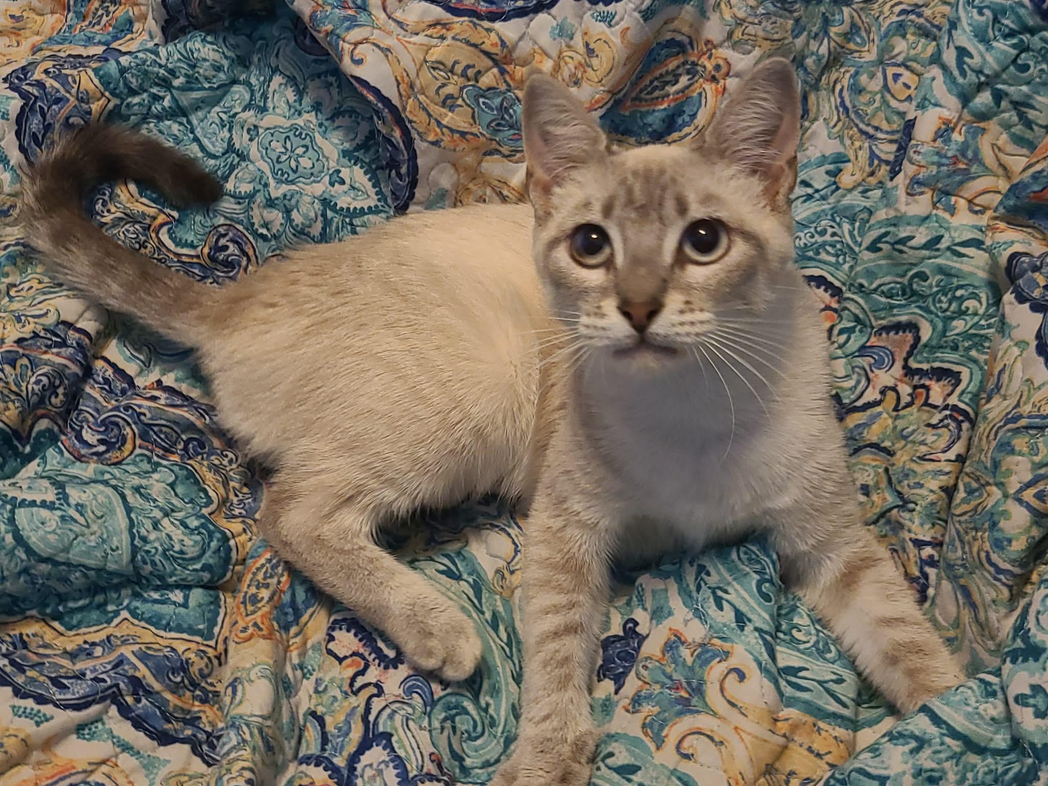 Magnolia, a ADOPTABLE mixed breed in Baker, LA image 6/6