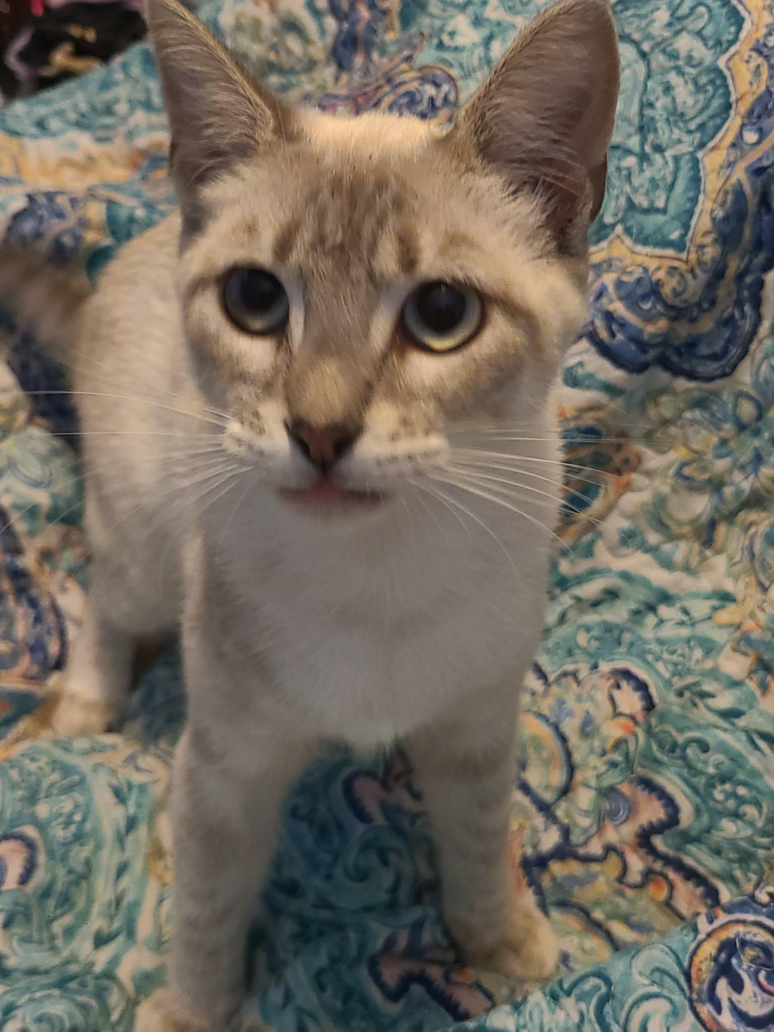 Magnolia, ADOPTABLE, Young Female Domestic Long Hair.