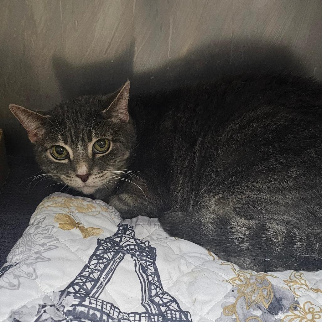 Okra, Adoptable, Senior Female Domestic Short Hair.