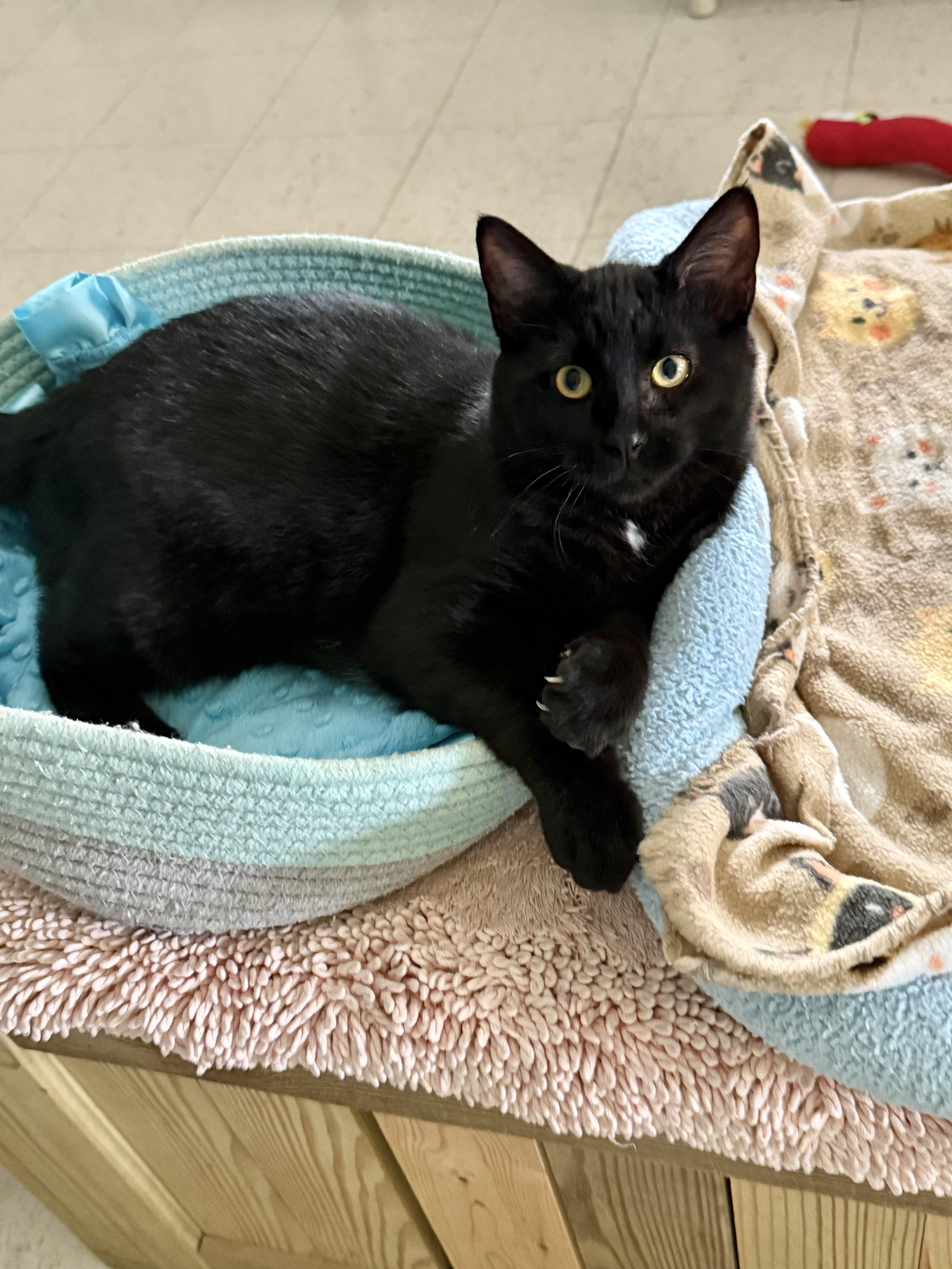 Ringo, Adoptable, Young Male Domestic Short Hair.