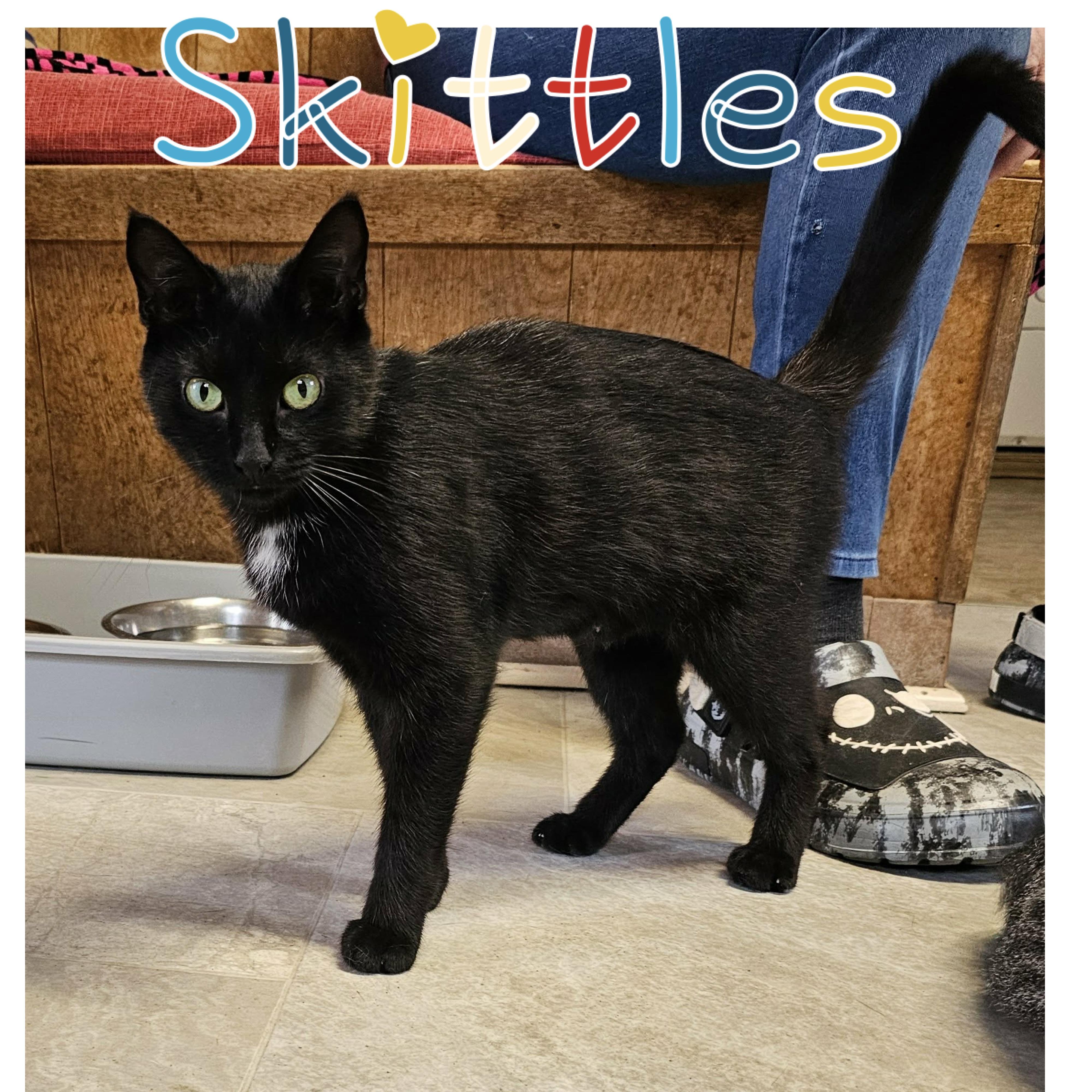 Enlarge 2026-017 Skittles, a Adopted Domestic Short Hair in Little Falls, NY image 1/1