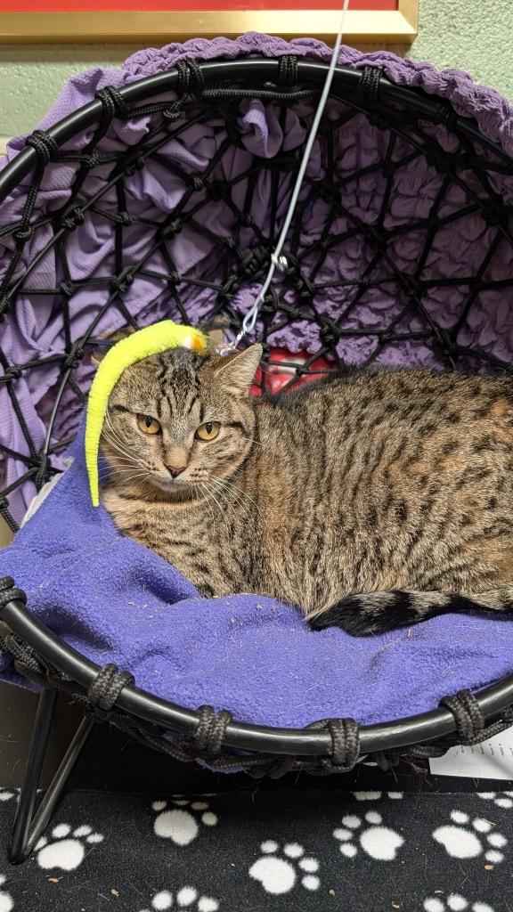 Tessa, Adoptable, Adult Female Domestic Short Hair.