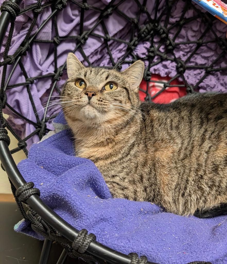 Enlarge Tessa, a Adoptable mixed breed in Ellijay, GA image 2/2