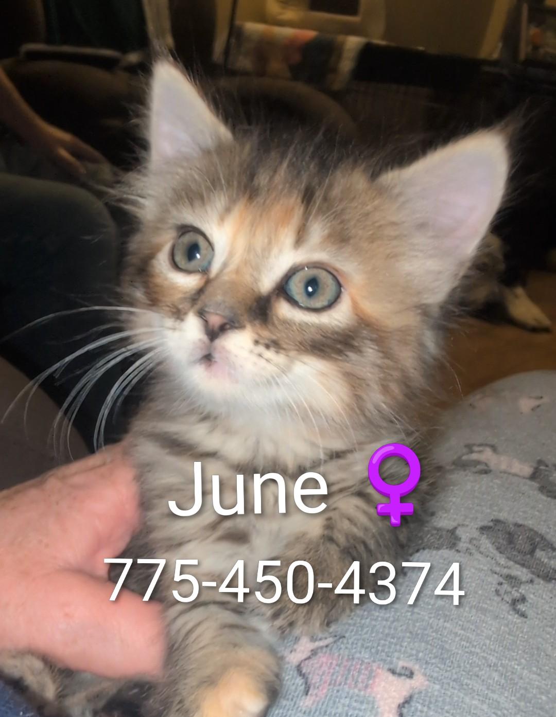 Enlarge Junie B. Jones, an adopted Domestic Long Hair in Gardnerville, NV image 2/6