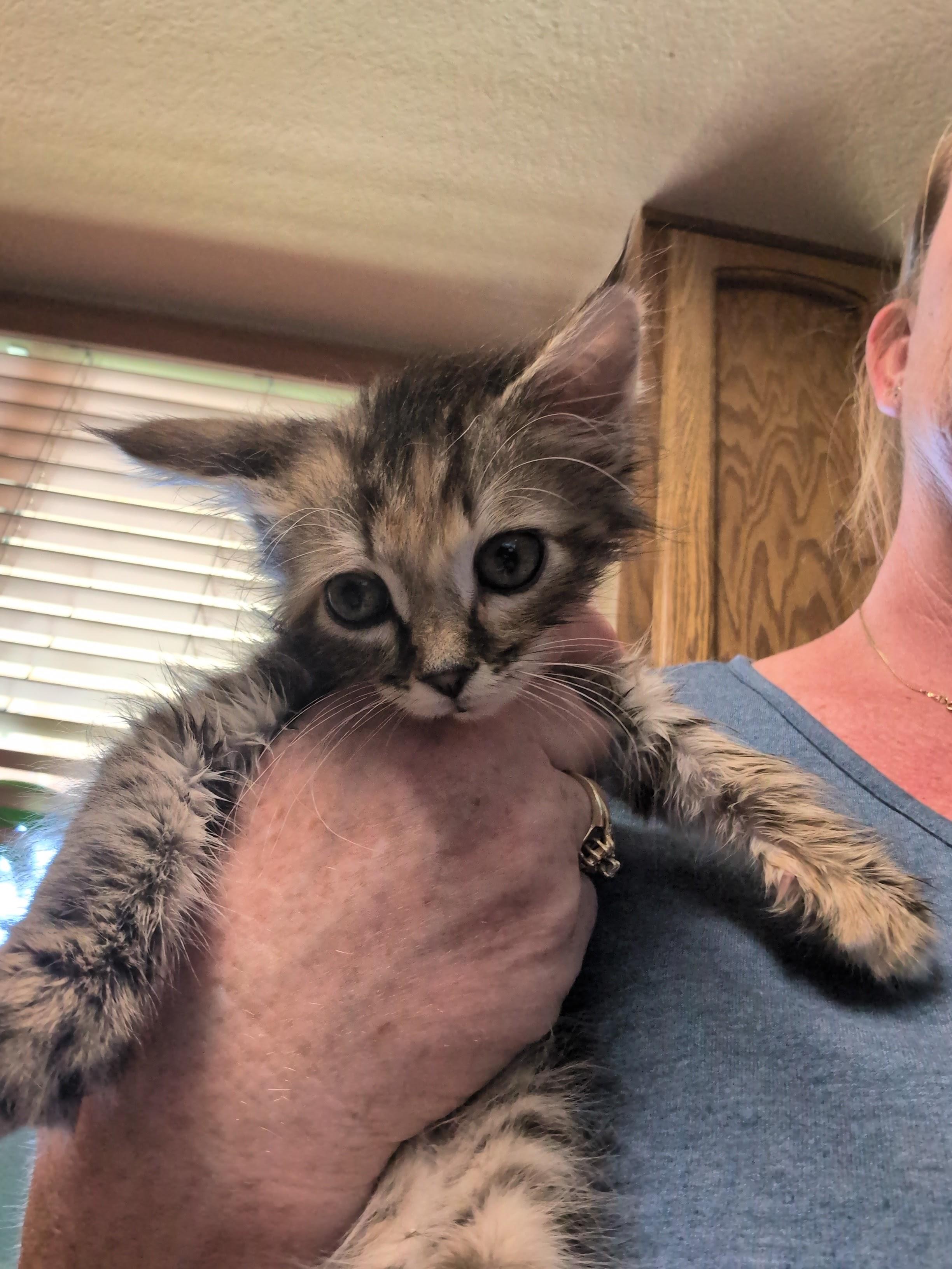 Enlarge Junie B. Jones, an adopted Domestic Long Hair in Gardnerville, NV image 5/6