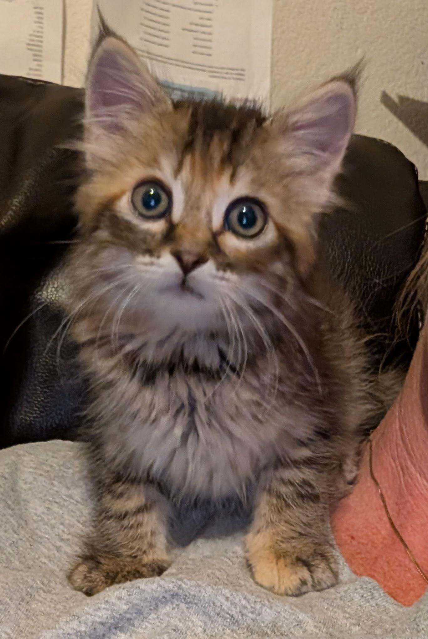 Enlarge Junie B. Jones, an adopted Domestic Long Hair in Gardnerville, NV image 6/6