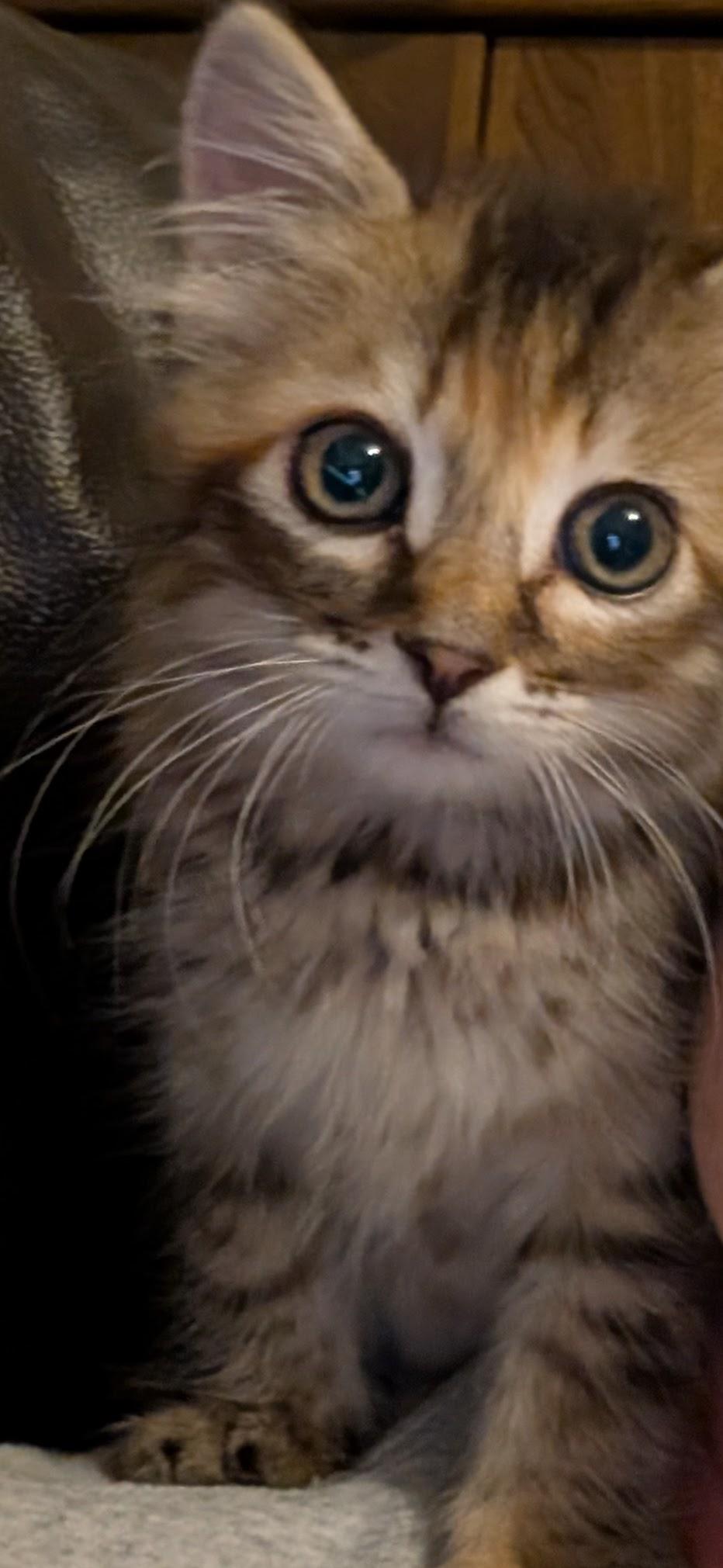Enlarge Junie B. Jones, an adopted Domestic Long Hair in Gardnerville, NV image 4/6