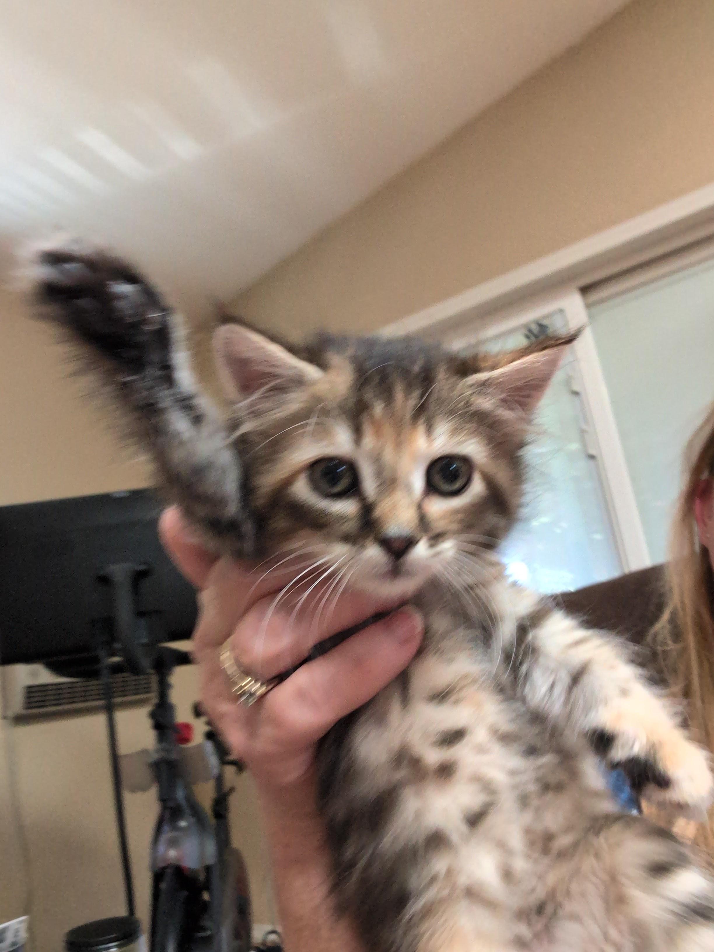 Enlarge Junie B. Jones, an adopted Domestic Long Hair in Gardnerville, NV image 3/6