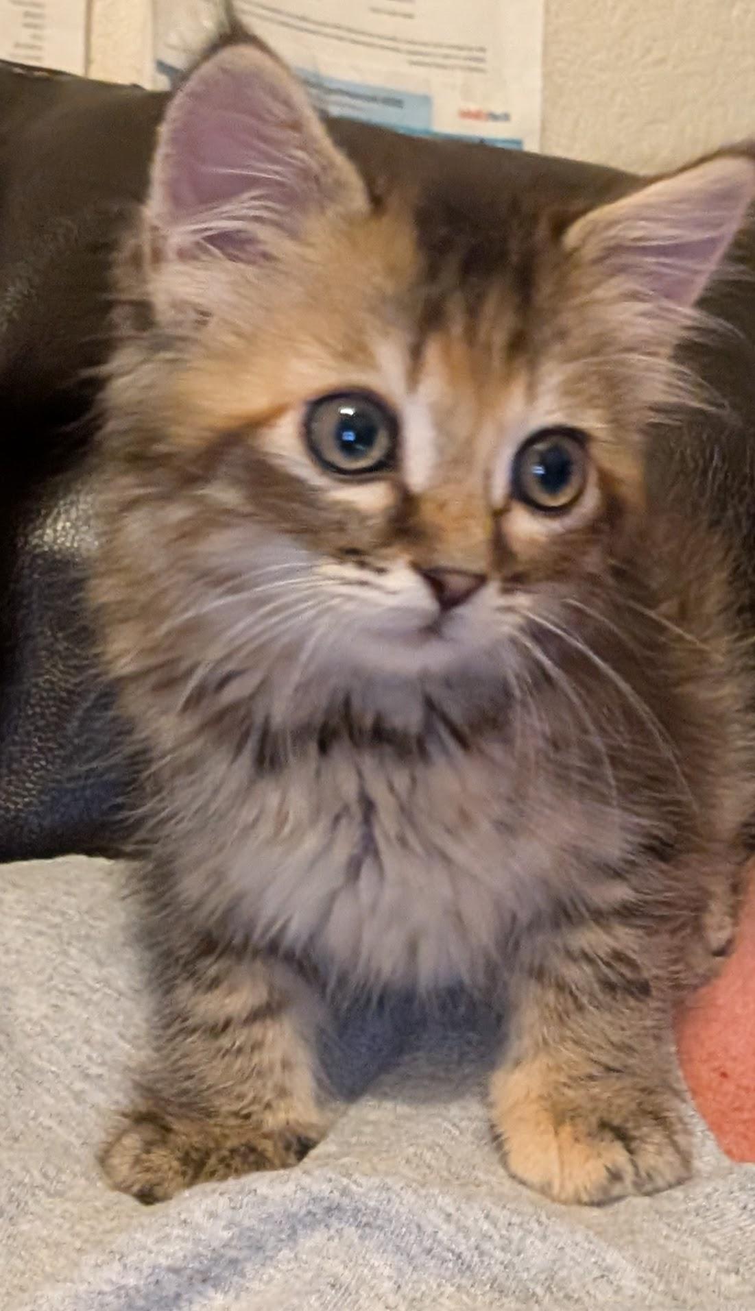 Junie B. Jones, adopted, Kitten Female Domestic Long Hair.