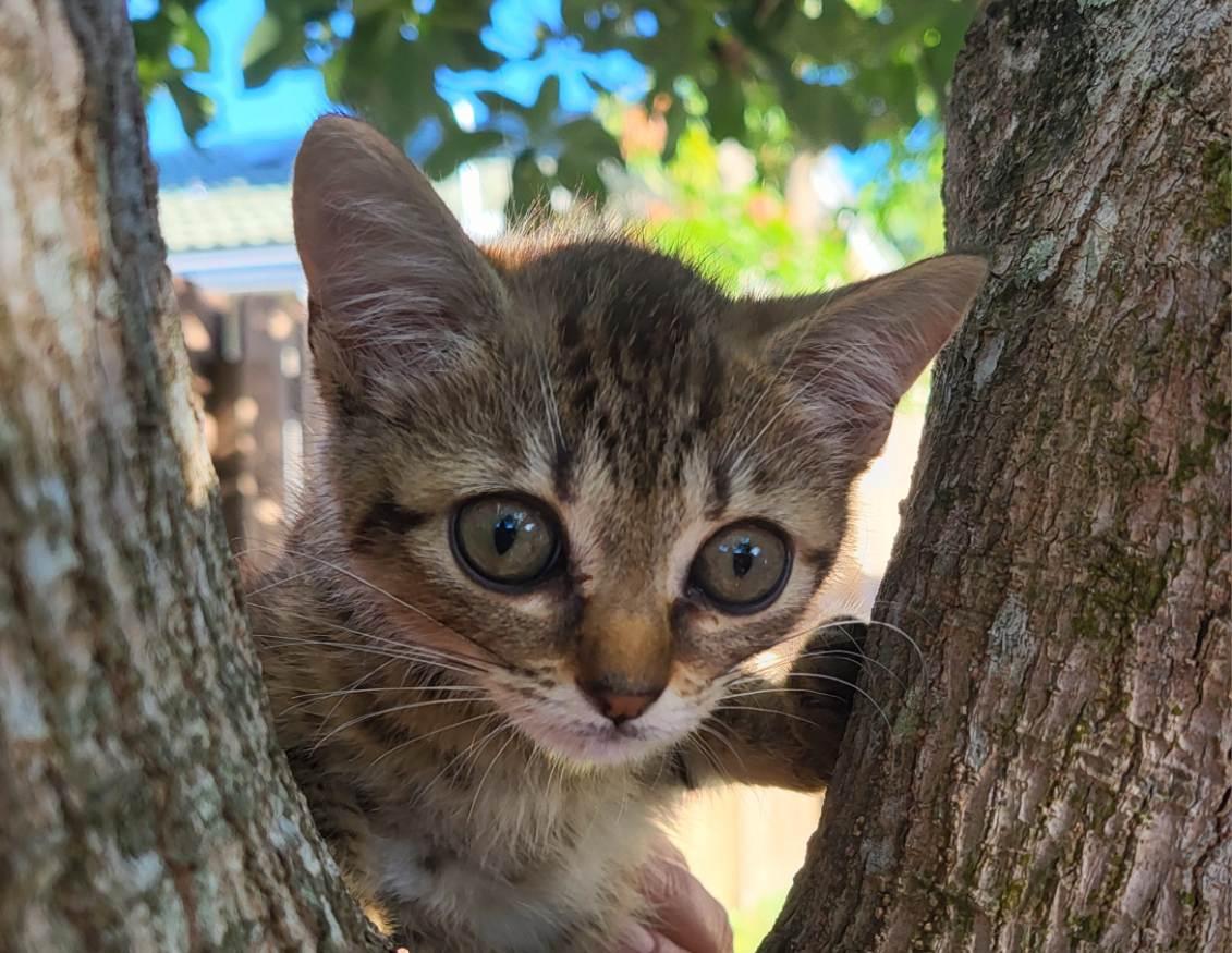 Eeyore, a Adoptable Domestic Short Hair in Melbourne , FL image 3/3