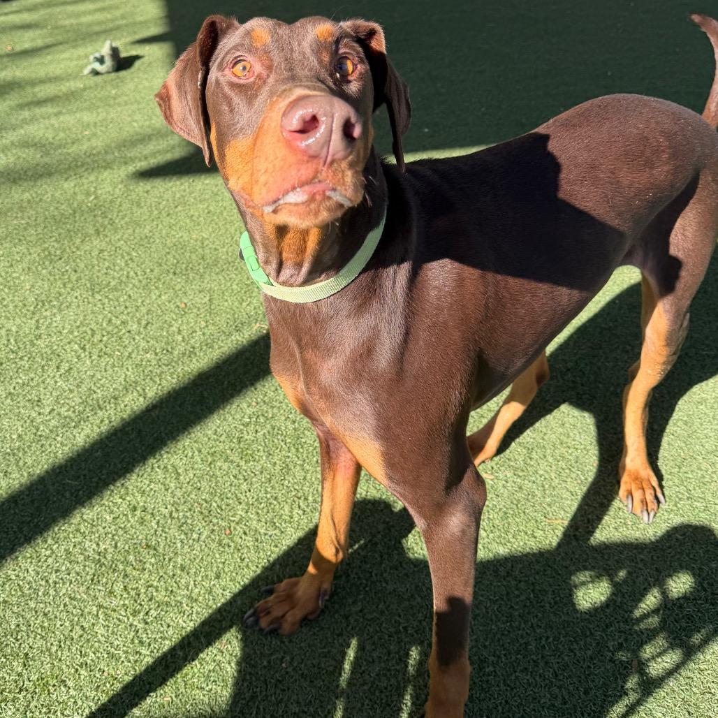 Perseus, Adoptable, Adult Male Doberman Pinscher & Mixed Breed.