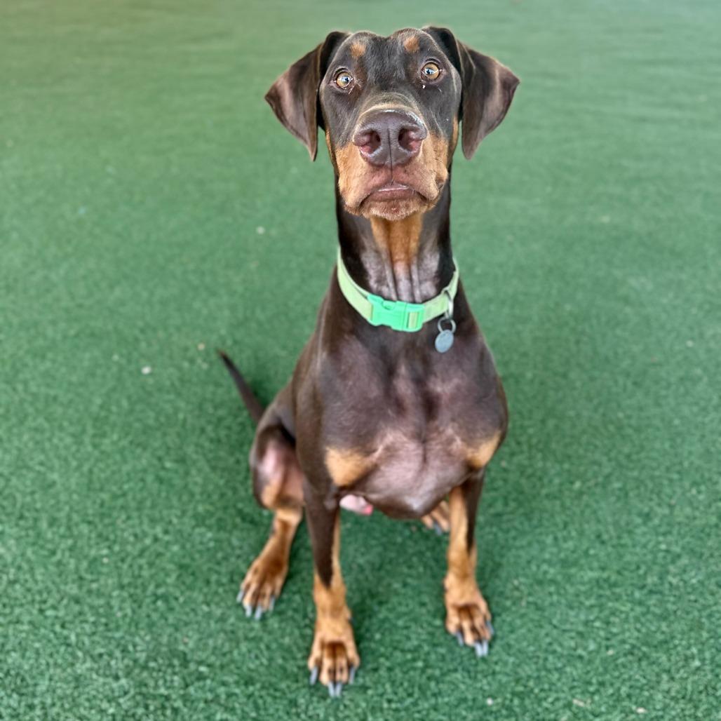 Enlarge Perseus, a Adoptable mixed breed in Riverside, CA image 2/6