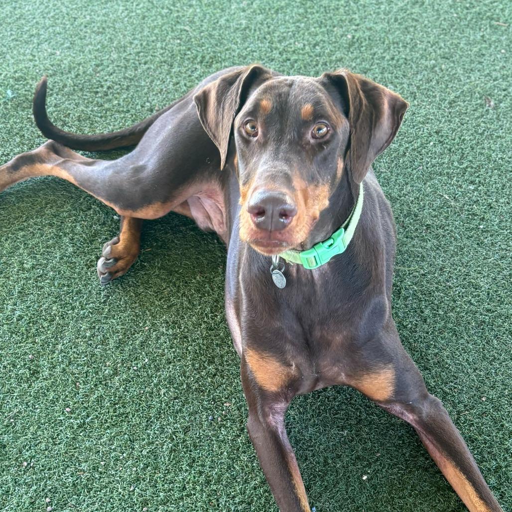 Enlarge Perseus, a Adoptable mixed breed in Riverside, CA image 3/6