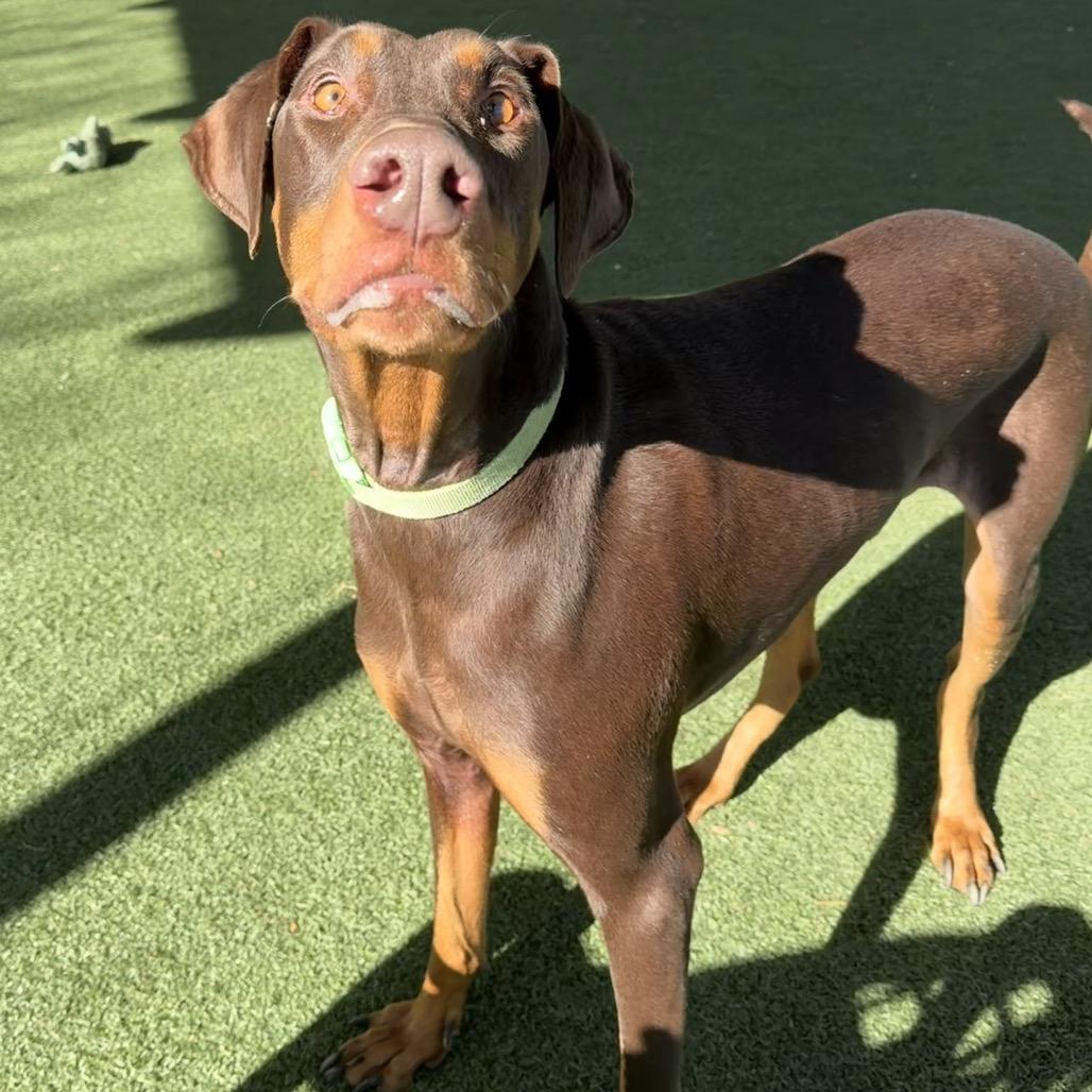 Enlarge Perseus, a Adoptable mixed breed in Riverside, CA image 4/6